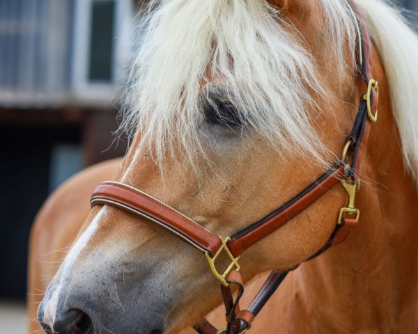 broodmare Kalli (Edelbluthaflinger, 2005, from Nordtirol)