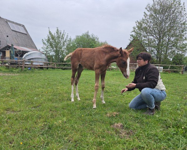 foal by Bella Bee MS (Hanoverian, 2024, from Bloomingdale)