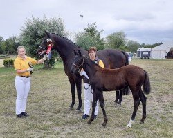 broodmare Dorfkind (Hanoverian, 2019, from Harmony's de Beau)