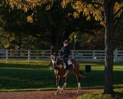 horse Major Dude xx (Thoroughbred, 2020, from Bolt D´oro xx)