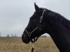 dressage horse Fürst Flamel M (Oldenburg, 2015, from Fürst Romancier)