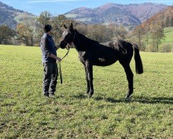 dressage horse Saturday Night Fever (Austrian Warmblood, 2023, from Bordeaux 28)