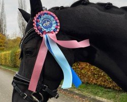 dressage horse Dayelo (Oldenburg, 2017, from De Niro Gold 3)