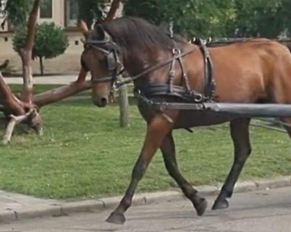 dressage horse Monti (Hungarian Warmblood, 2014)