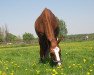 dressage horse Flashing Star (Oldenburg, 1994, from Feiner Stern)