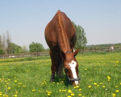 Dressurpferd Flashing Star (Oldenburger, 1994, von Feiner Stern)