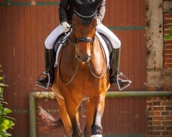 dressage horse Frechdachs T (Westphalian, 2017, from First Selection)