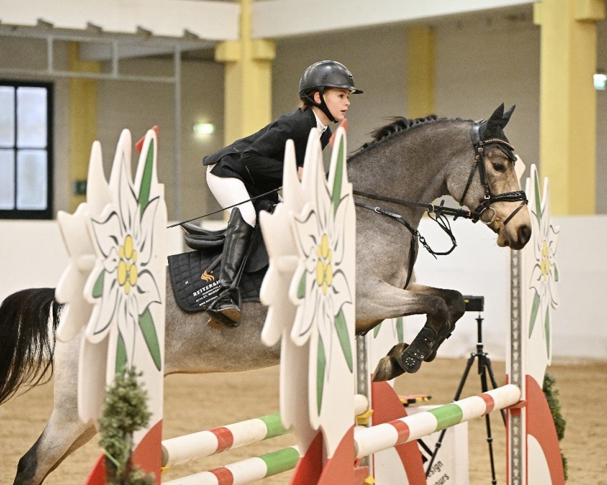 jumper PS Delilah (German Riding Pony, 2019)