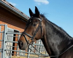 jumper Carlos 161 (Hanoverian, 1996, from Condor M)