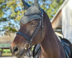 jumper Cedric 64 (German Sport Horse, 2007, from Con Sherry)