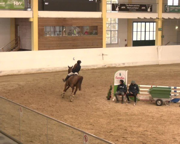 Reitturnier Stadl-Paura 2024