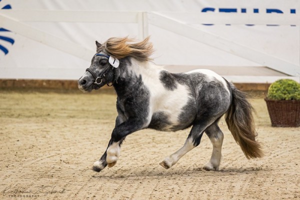 horse Graf- Zeppelin (Shetland Pony, 2022, from Galant van Hendrijntje)