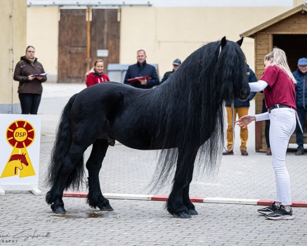 stallion Air Croft JB (Fell Pony, 2016, from Rackwood Amos)