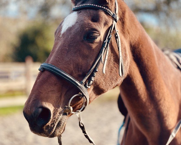 Zuchtstute Ti Amo Z (Zangersheide Reitpferd, 2003, von Tornado)