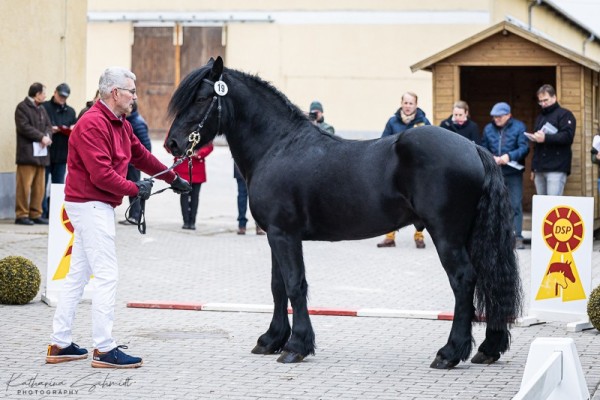 Pferd Boutime Tik Tok (Fell Pony, 2021, von Boutime Wooster)