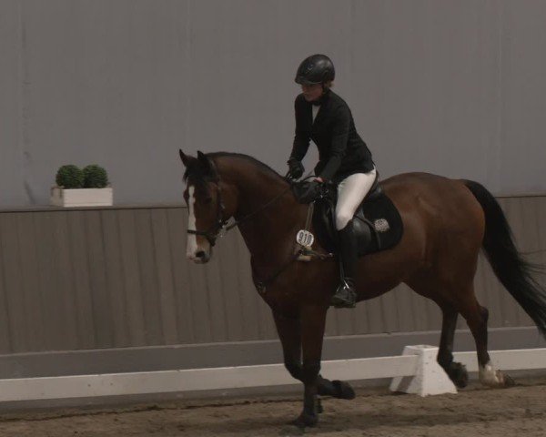 Reitturnier Münster-Handorf 2024
