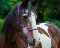 Pferd Silvana 85 (Tinker / Irish Cob / Gypsy Vanner, 1990)