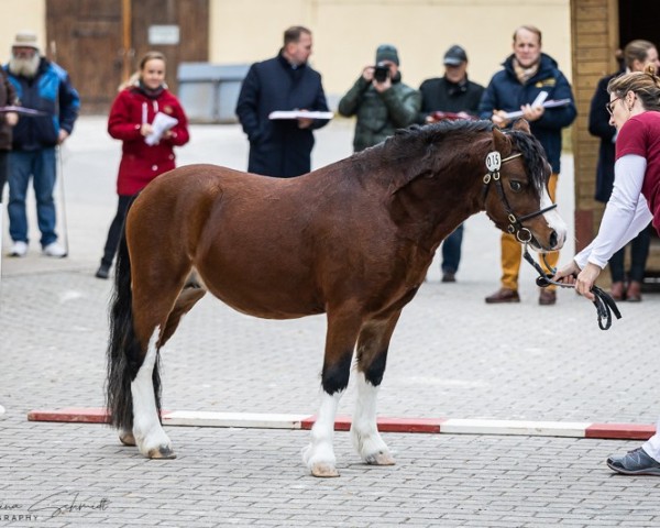 horse Zwanehoef Joker (Welsh mountain pony (SEK.A), 2021, from Peacockstud Stunner)