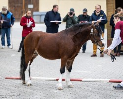 Pferd Zwanehoef Joker (Welsh Mountain Pony (Sek.A), 2021, von Peacockstud Stunner)