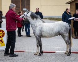 horse Ysselvliedts New Edition (Welsh mountain pony (SEK.A), 2022, from Ysselvliedt's Special Edition)