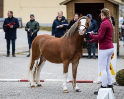 horse Lucky Strike (Welsh mountain pony (SEK.A), 2022, from Leybucht Landon WE)