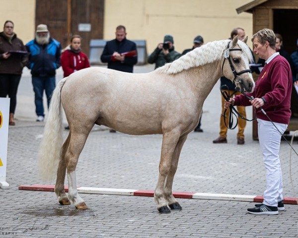 horse Ricolino AS (Welsh-Pony (Section B), 2022, from Maarlen Rico)