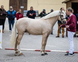 Pferd Ricolino AS (Welsh Pony (Sek.B), 2022, von Maarlen Rico)