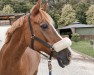 jumper Dendro (German Riding Pony, 1999, from Don Pedro)