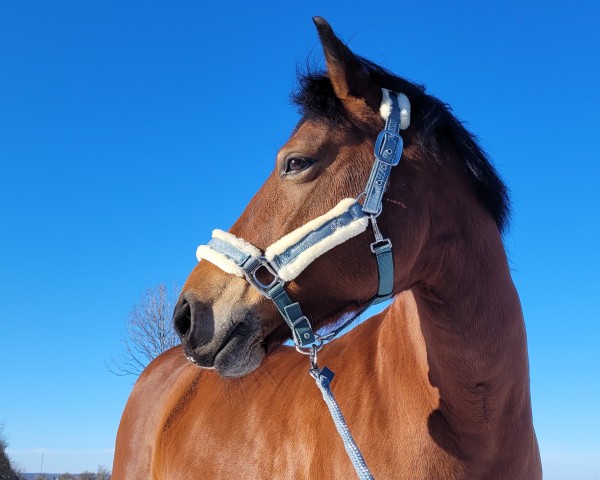 dressage horse Durella (German Riding Pony, 2014, from Dance On Top)