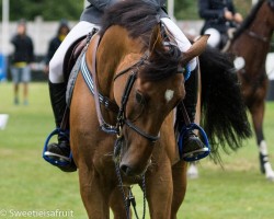 Springpferd Gijanta (KWPN (Niederländisches Warmblut), 2011, von Ukato)