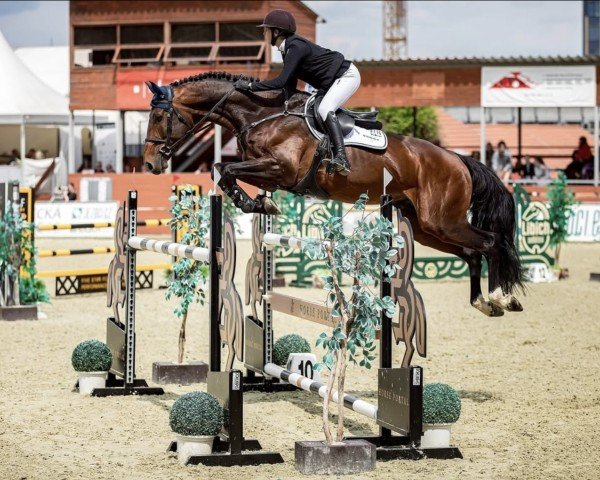 jumper Quinto van het Molenhof (Belgian Warmblood, 2016, from Don't Touch Tiji Hero)