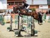 jumper Quinto van het Molenhof (Belgian Warmblood, 2016, from Don't Touch Tiji Hero)