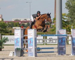 jumper Odille Vls (Belgian Warmblood, 2014, from Ultimate de Kreisker)