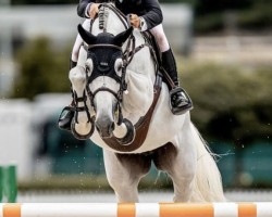 jumper Jojo Jk Sr (KWPN (Royal Dutch Sporthorse), 2014, from Etoulon VDL)