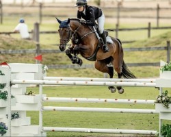 jumper Lady-Sina.l (KWPN (Royal Dutch Sporthorse), 2016, from Kannan)