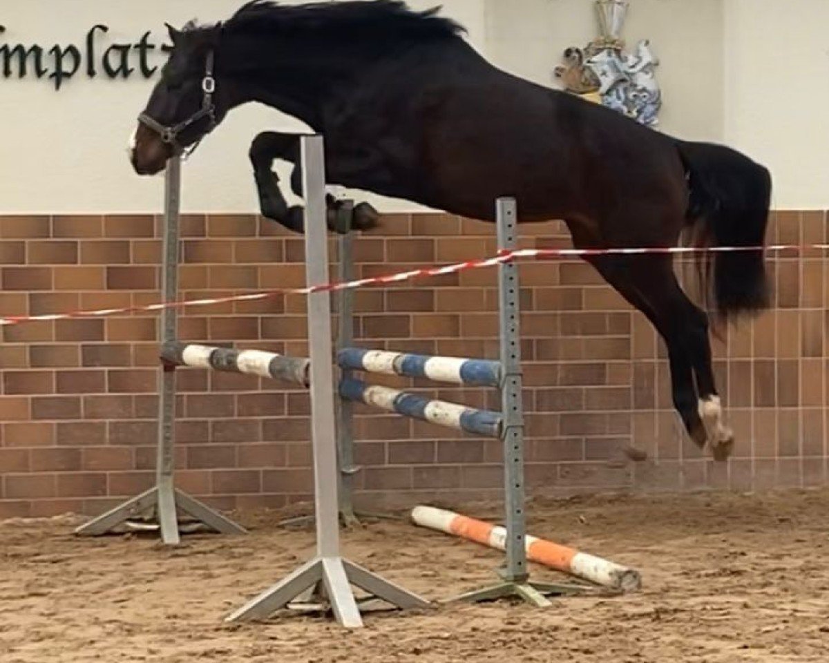 jumper Calimera (Württemberger, 2020, from Chubakko)