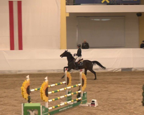 Reitturnier Stadl-Paura 2024