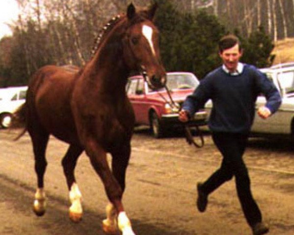 stallion Grossfuerst (Hanoverian, 1975, from Grande)