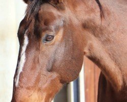 jumper King of Andiamo (Belgian Warmblood, 2010)