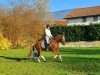 dressage horse Duplo S (German Riding Pony, 2009, from Davenport II)