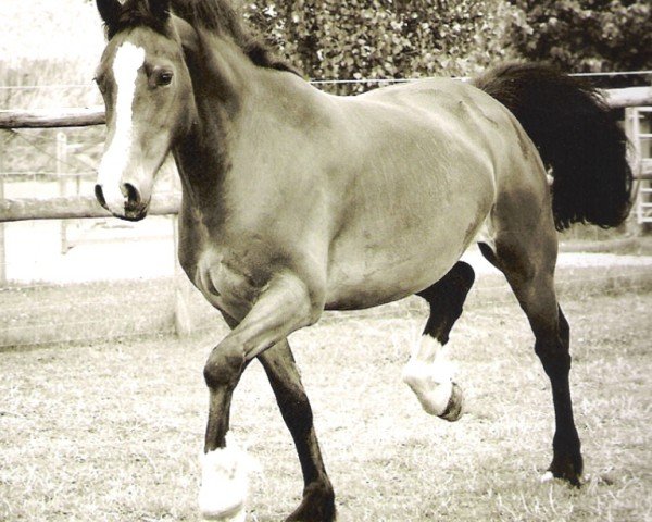 horse Rainhill Meredith (Welsh-Cob (Sek. D), 2000)