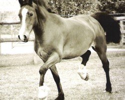 horse Rainhill Meredith (Welsh-Cob (Sek. D), 2000)