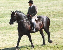 horse Llanarth Rheinallt (Welsh-Cob (Sek. D), 1982, from Llanarth Meredith ap Braint)