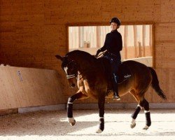 dressage horse Frinzesschen (Westphalian, 2013, from Fürst Romancier)