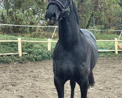 dressage horse Elvis G (Trakehner, 2014, from Hancock)