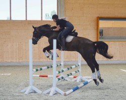 dressage horse Pride's Perfection (German Sport Horse, 2004)