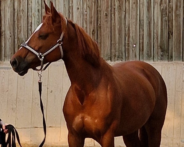 jumper Gambria de Semilly (German Sport Horse, 2015, from Galant de Semilly 2)