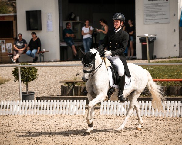 Dressurpferd Der kleine Held 3 (Deutsches Reitpony, 2008, von Don Diabolo NRW)