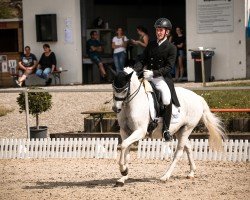 Dressurpferd Der kleine Held 3 (Deutsches Reitpony, 2008, von Don Diabolo NRW)