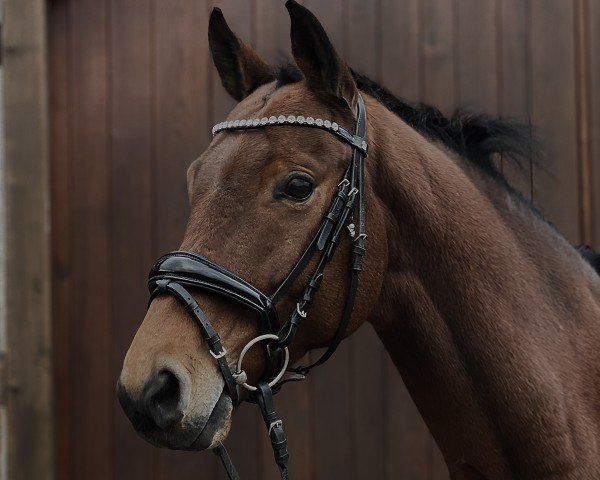 Dressurpferd Humboldt HB (Hannoveraner, 2016, von Honoré du Soir)